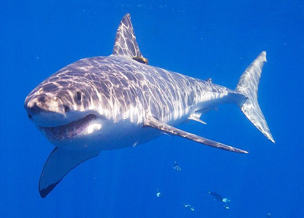 Интересные факты об акулах (2 фото)