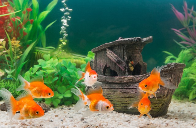 Могут ли аквариумные рыбки выжить в обычном пруду? (2 фото)