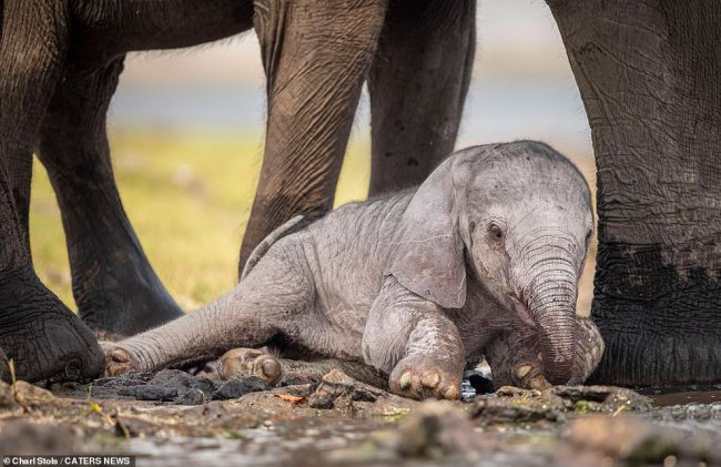 Новорожденный слон