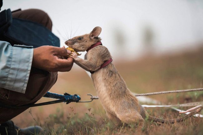 Магава — первая в истории крыса-сапер с золотой медалью