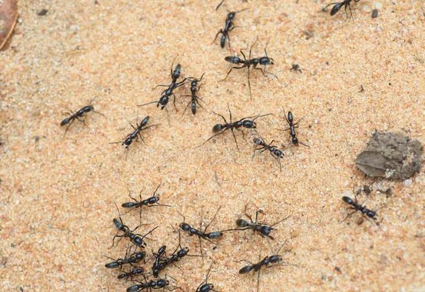 10 наиболее опасных насекомых в мире