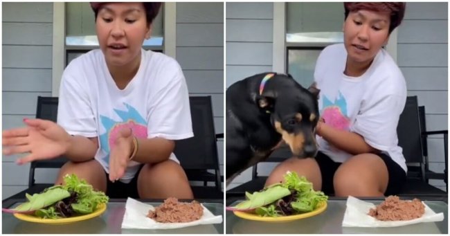 Женщина решила доказать, что её собака является вегетарианцем