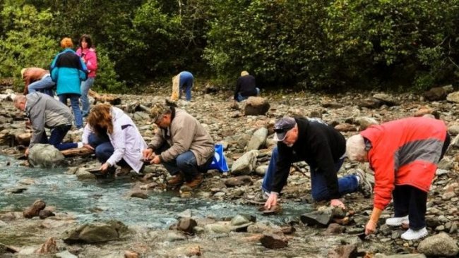 Сколько золота нашли кладоискатели во время золотой лихорадки в Аляске
