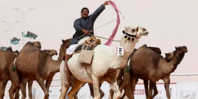 43 верблюда выгнали с конкурса красоты из-за ботокса