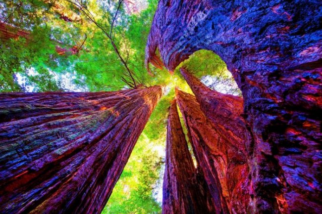 Вопреки законам физики: загадочный лес в Калифорнии