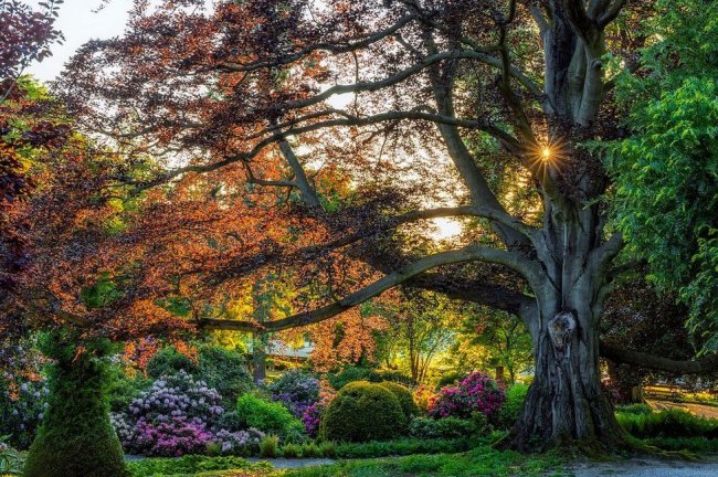 Лучший садово-парковый фотограф 2021