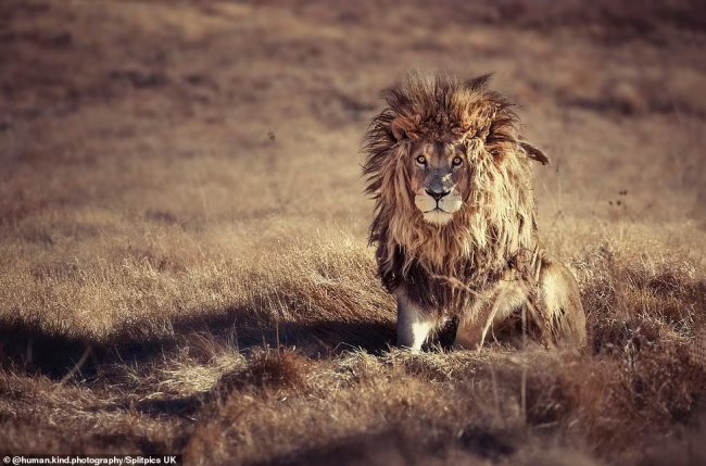 Растрепанный король-лев