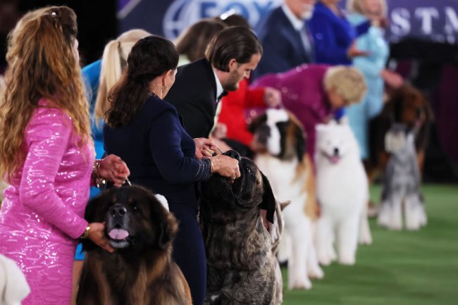 Выставка собак Westminster Kennel Club 2022