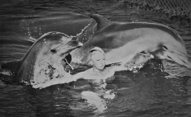 Как дочь контрразведчика стала дрессировщицей особых дельфинов