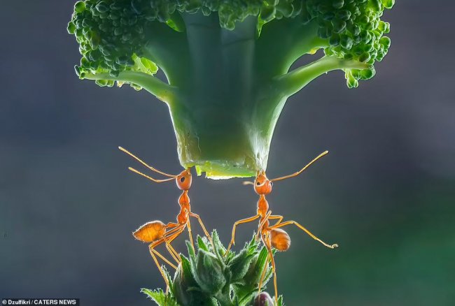Как муравьи переносят предметы