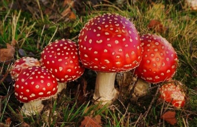 Почему народы Севера не употребляют в пищу грибы