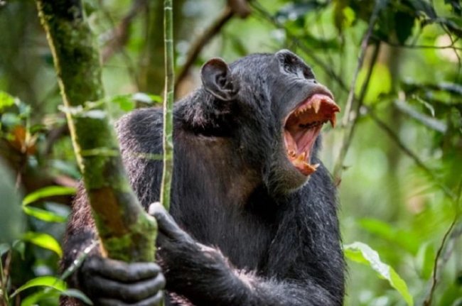 Как в Уганде шимпанзе объявили войну людям