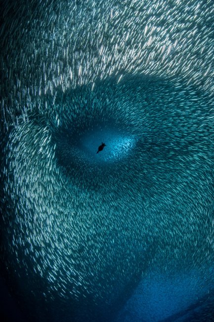 Лучшие фотографии из жизни океанов Ocean Photographer of the Year 2022