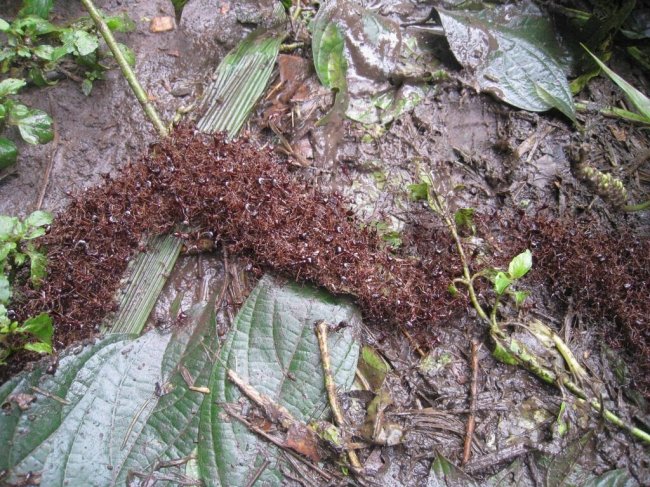 Как муравьёв используют в качестве хирургического шва