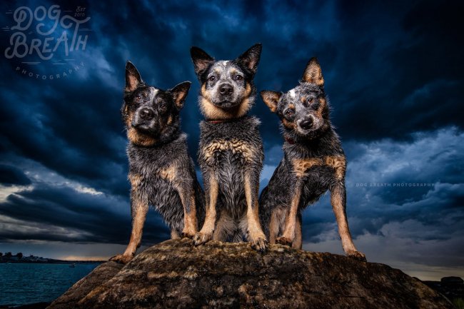 Собачье дыхание: приключения собак в фотографиях