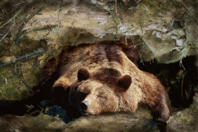 Почему медведи в спячке не страдают от тромбоза