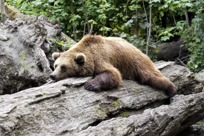Почему медведи в спячке не страдают от тромбоза