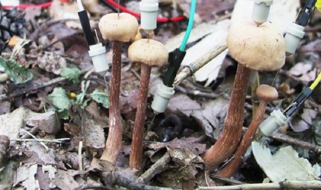 Ученые из Японии заявили, что грибы умеют разговаривать – особенно после до ...