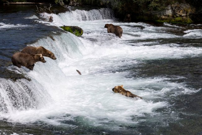 Как медведи ловят рыбу на Аляске