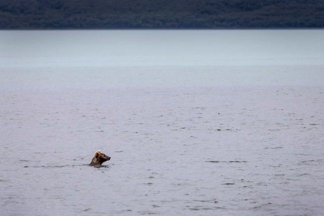 Как медведи ловят рыбу на Аляске