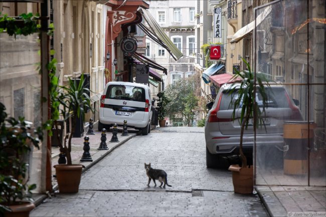 Кошки Стамбула