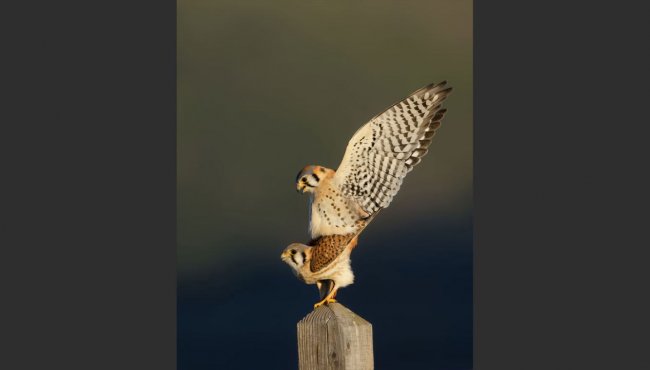 Конкурс фотографий The 2024 Audubon Photography Awards