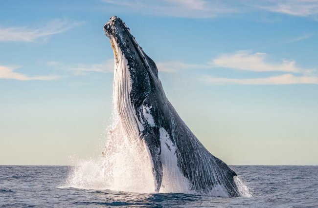 Финалисты подводного конкурса Ocean Photographer of the Year 2024