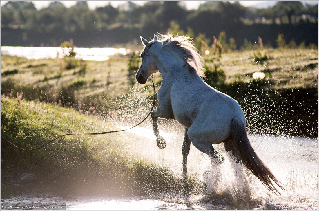 Записать лошадку. Лошадь в прыжке. Пейзаж с лошадьми. Конь ветра. Белогривый конь.