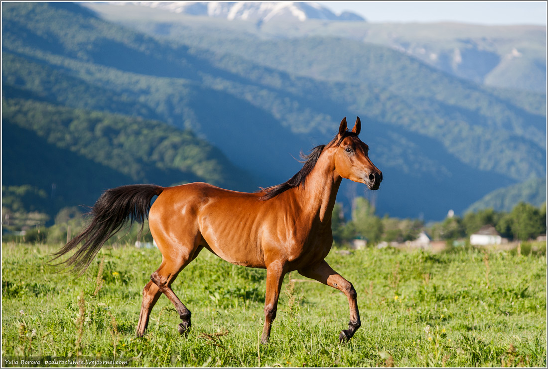 Породистые крым. Карачаево-Черкесия порода лошадей. Карачаево черкесские скакуны. Табун лошадей карачаевской породы. Карачаевска порода лошадей.