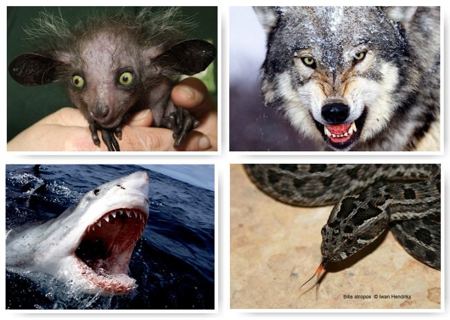 13 самых страшных животных по версии WWF