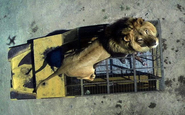 Зоопарк, где туристы могут дотронуться до льва