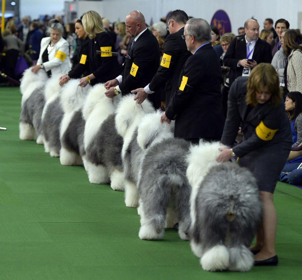 Как проходит выставка собак Westminster Kennel Club 2015.