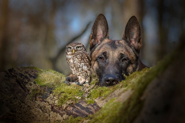 Дружба совы и собаки