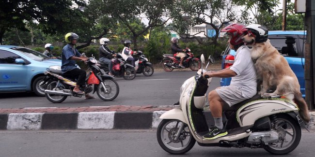 Псы-гонщики из Индонезии