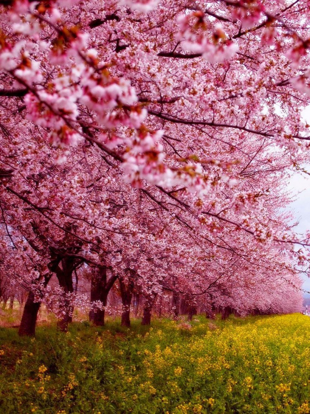 Картинки красивые весенние 2024 года. Черри блоссом дерево. Сакура черри блоссом. Сакура черри блоссом дерево. Япония Сакура.