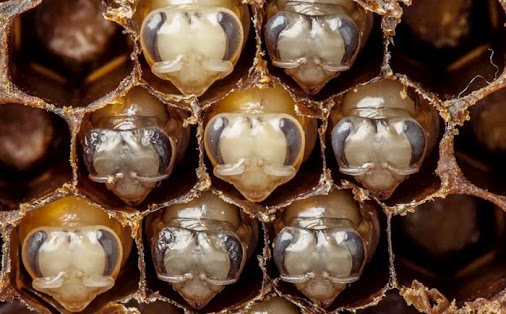 Первые дни жизни пчелы в совершенно поразительном видео
