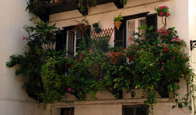 20 идей и 10 советов для вертикального озеленения балкона