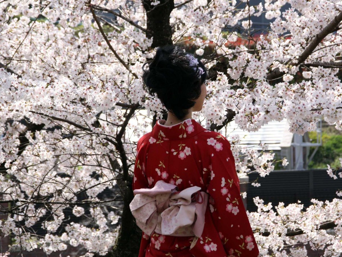 Япония знаменита своей сакурой, и в Киото полно этих замечательных деревьев...