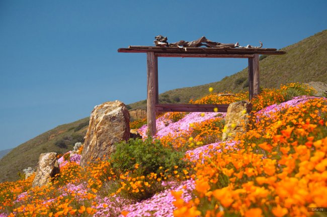 Санта-Барбара и цветущее побережье Калифорнии