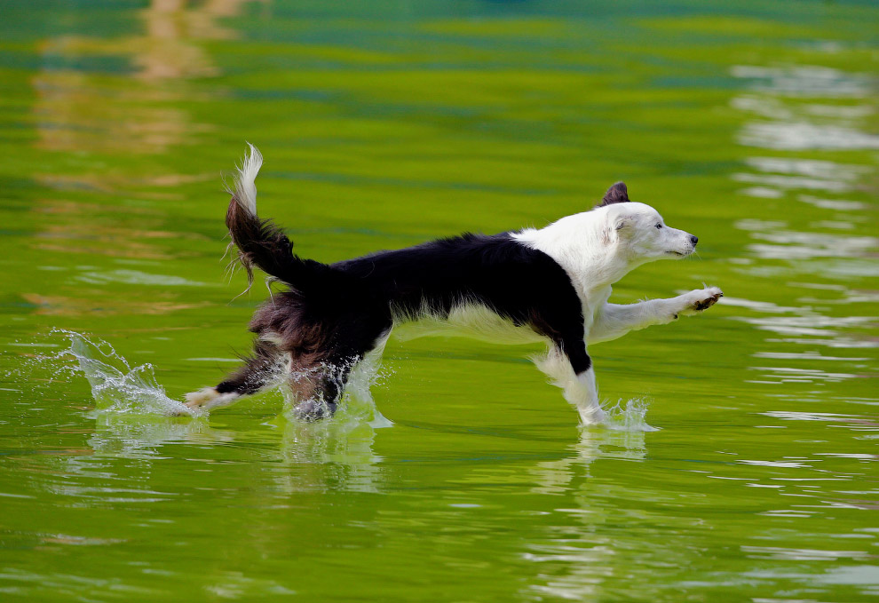 Почему собаки не летают. Остров летающих собак. Соревнования собак. Конкурс собака фото. Летающие собаки на Мальдивах.