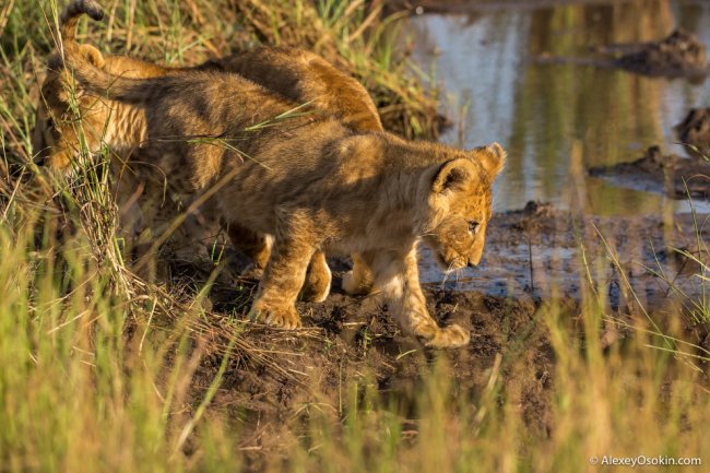 дискавери львы на охоте