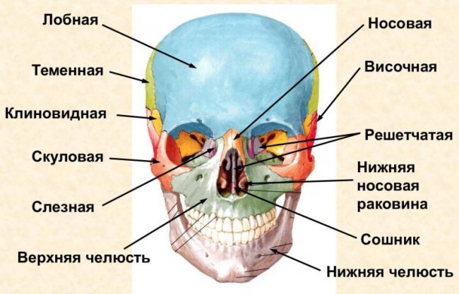 Самая маленькая кость у человека