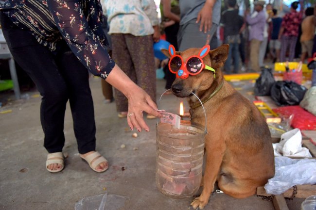 Как в Китае отметили год желтой земляной собаки