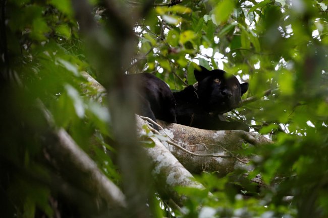 Ягуары — кошки, живущие на деревьях