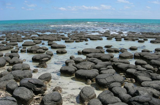 Строматолиты: живые камни