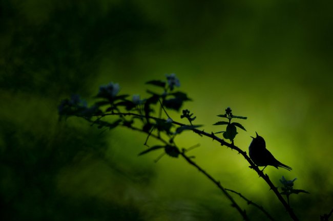 Победители конкура фотографий Nature Conservancy