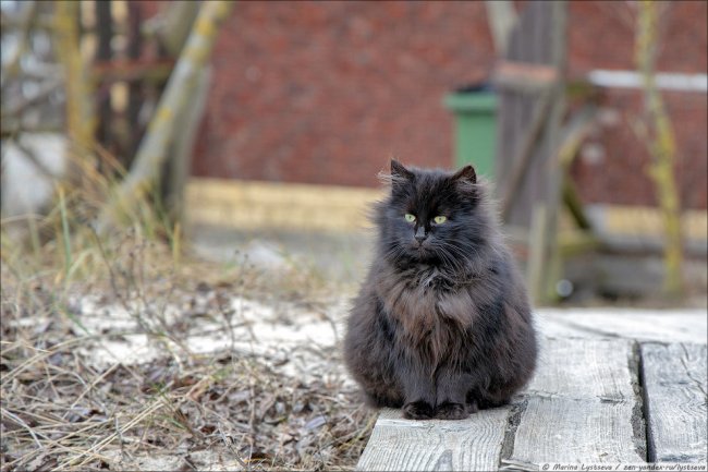 Коты в Калининграде. Нашествие