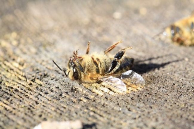 Что произойдет, если к 2035 году вымрут все пчелы (3 фото)