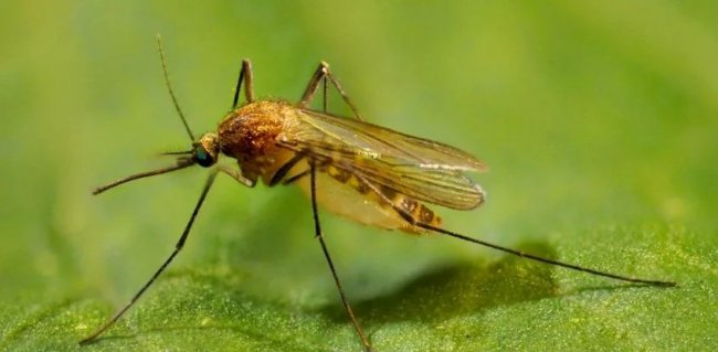 10 наиболее опасных насекомых в мире
