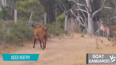 Несколько захватывающих битв животных, снятых на камеру